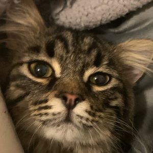 Meet your Posher, Mallory